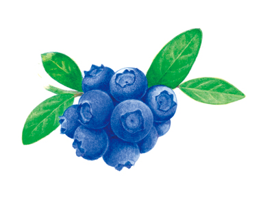 藍莓籽油.jpg