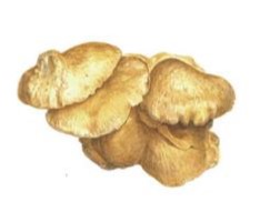 雙孢蘑菇萃取精華.jpg